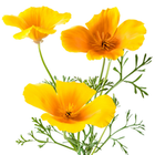 Cabinet &eacute;tamine