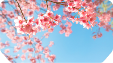 Les consultations de naturopathie